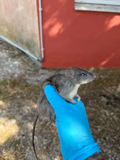 🐀 Infestation de rats, souris, loirs ou fouines à Lorgues ? PEST WARS 4D intervient rapidement !, Draguignan, Pest Wars 4D