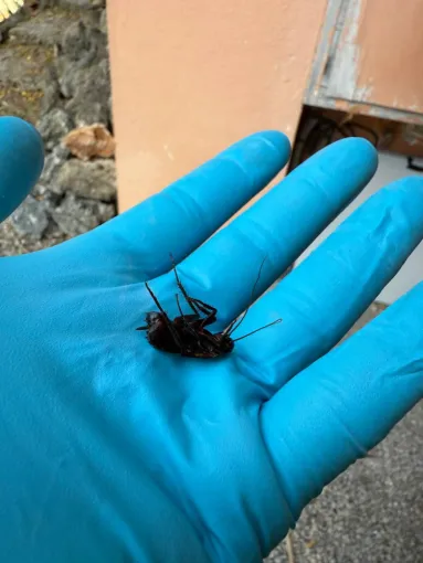 🪳 Invasion de blattes à Draguignan ?, Draguignan, Pest Wars 4D