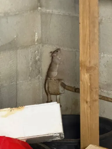 🐀 Quelles maladies les rats et souris peuvent-ils transmettre ?, Draguignan, Pest Wars 4D