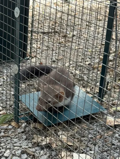 ⚠️ Rats & Fouines dans les moteurs de voiture : un danger réel à Bargemon, Callas, Claviers et Fayence !, Draguignan, Pest Wars 4D