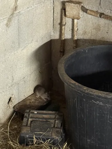 🐀 Dératisation Draguignan 2025 – Recrudescence massive de rats et souris : PROTÉGEZ VOTRE MAISON !, Draguignan, Pest Wars 4D