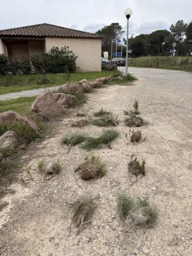 🌳 Chenilles processionnaires : protéger durablement votre propriété à Draguignan, Le Muy et Trans-en-Provence, Draguignan, Pest Wars 4D