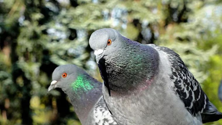 Dépigeonnage sur terrasse, Draguignan, Pest Wars 4D