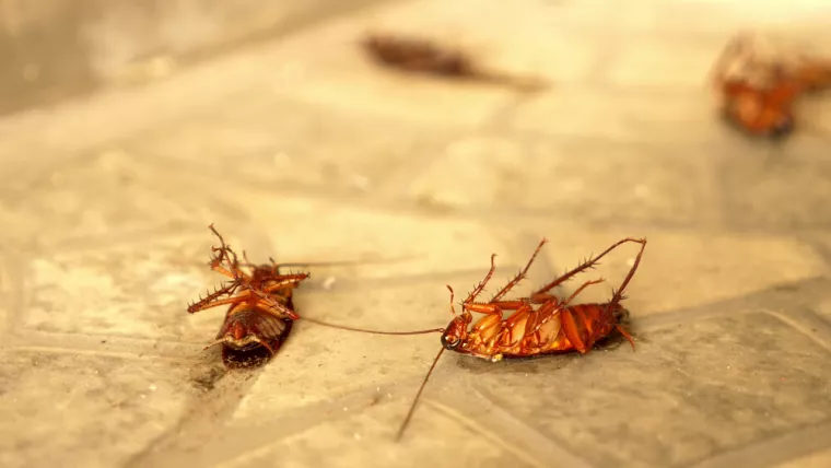 Professionnel pour désinsectisation de cafards dans immeuble, Draguignan, Pest Wars 4D