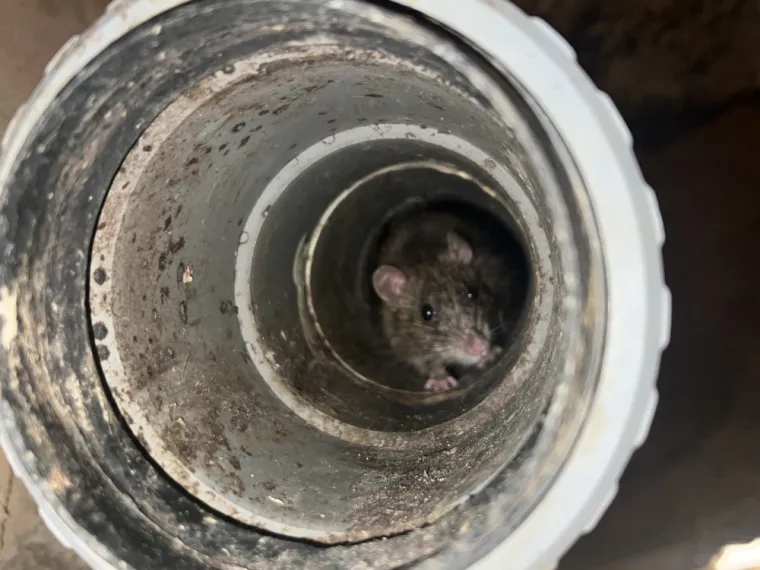 Un rat visible à l'intérieur d'un tuyau en métal, mettant en évidence un habitat typique des nuisibles cherchant refuge dans les zones sombres et humides. Cette image illustre la nécessité de traiter rapidement les infestations pour éviter des dégâts dans les infrastructures de la maison.