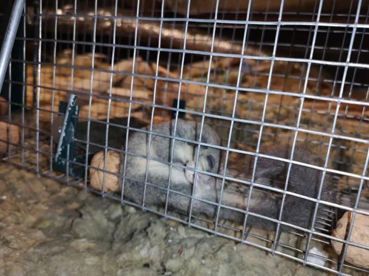 Photo d'un Rat
