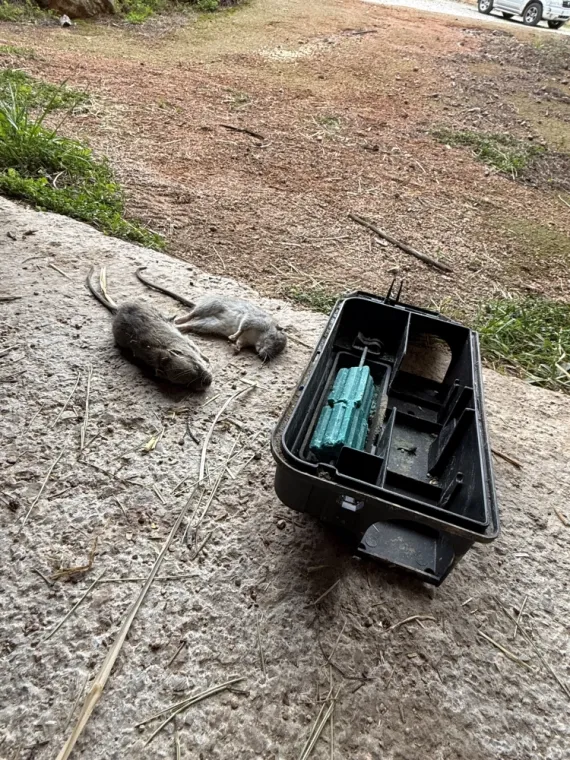 Votre expert en dératisation dans le Var, Draguignan, Pest Wars 4D