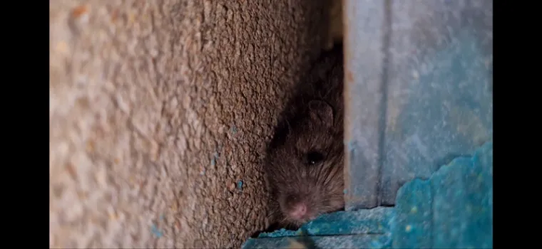 Rat