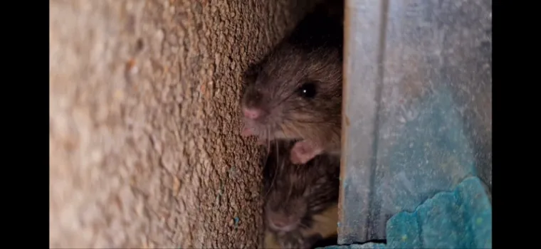 Rat