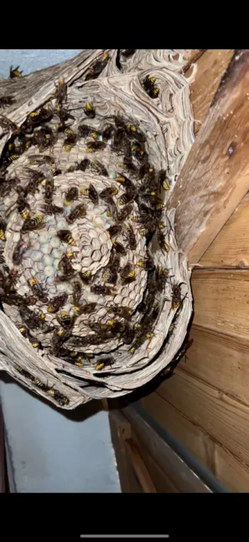 Destruction de nids de guêpes et frelons à Fréjus : Intervention rapide et sécurisée, Draguignan, Pest Wars 4D