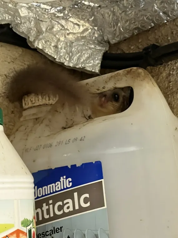 Désinfection après une Infestation de Rongeurs à Draguignan et dans le Var – Pest WARS 4D, Draguignan, Pest Wars 4D