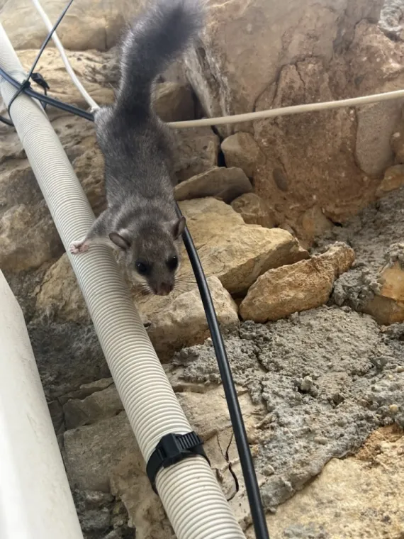 Dératisation à Lorgues et Flayosc : Éliminez efficacement les rats et souris de votre maison, Draguignan, Pest Wars 4D
