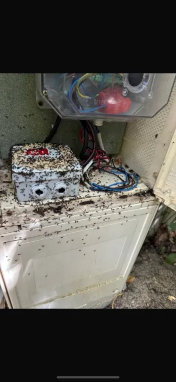 Désinsectisation des Fourmis à Draguignan et ses Environs – Pest WARS 4D, Draguignan, Pest Wars 4D