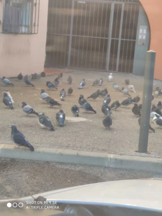 Entreprise de Dépigeonnage à Draguignan, Draguignan, Pest Wars 4D