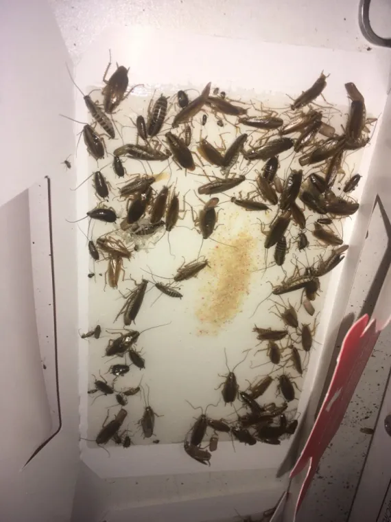 Traitement des blattes par une entreprise professionnelle à Draguignan , Draguignan, Pest Wars 4D