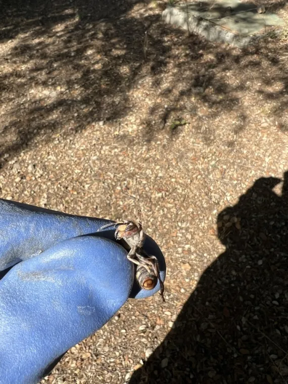 9 astuces pour se débarrasser des frelons à Draguignan (sans prendre de risques), Draguignan, Pest Wars 4D