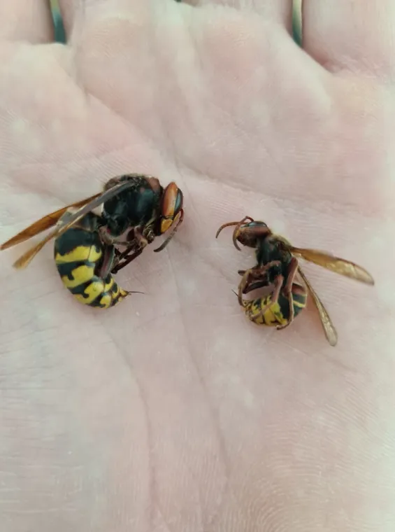 PEST WARS 4D : Votre Expert en Désinsectisation à Draguignan et sur la Côte d’Azur, Draguignan, Pest Wars 4D
