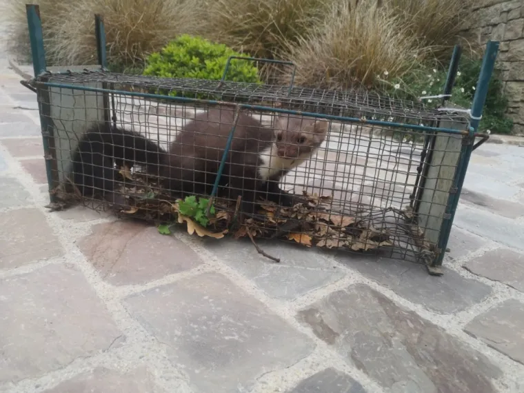 Se débarrasser des fouines dans les combles à Draguignan et ses alentours, Draguignan, Pest Wars 4D