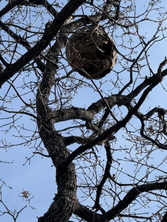 Destruction de Nid de Frelons Asiatiques à Draguignan : Faites Appel à un Professionnel !, Draguignan, Pest Wars 4D