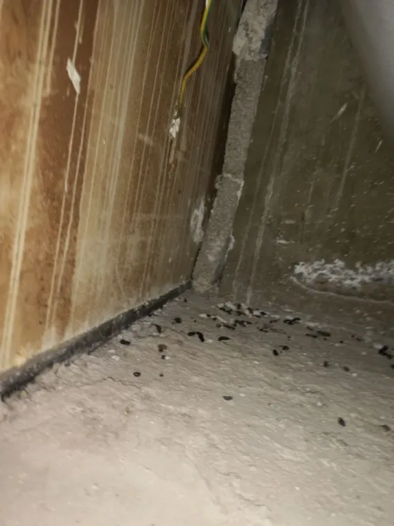 Se débarrasser des rongeurs dans les combles à Draguignan, Draguignan, Pest Wars 4D