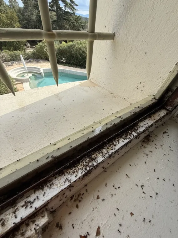 Désinsectisation des Fourmis à Draguignan : Comment Éradiquer une Infestation ?, Draguignan, Pest Wars 4D