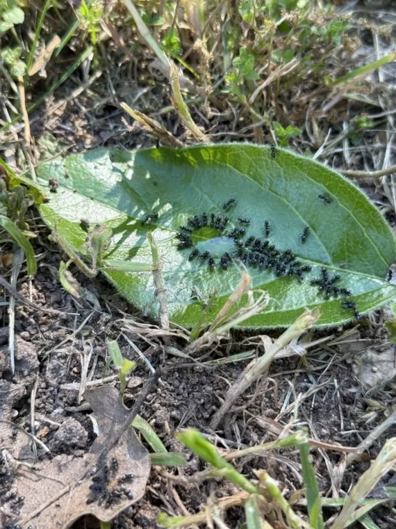 🐜 Traitement anti-fourmis à Fréjus et Saint-Raphaël avec PEST WARS 4D, Draguignan, Pest Wars 4D