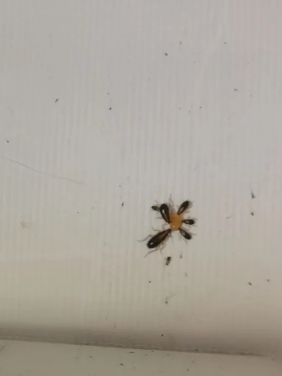 Éradication des Blattes à Draguignan : Faites Appel à un Expert en Désinsectisation !, Draguignan, Pest Wars 4D