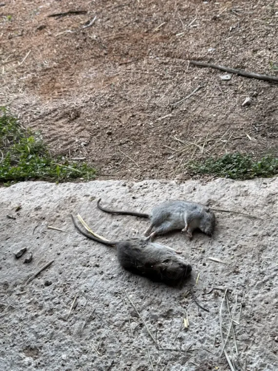 Dératisation d’une maison à Cotignac : dites stop aux rongeurs !, Draguignan, Pest Wars 4D