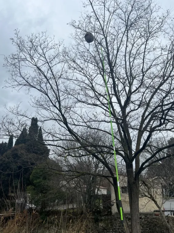 Nid de frelons en hauteur à Draguignan ? On s’en charge, et vite !, Draguignan, Pest Wars 4D
