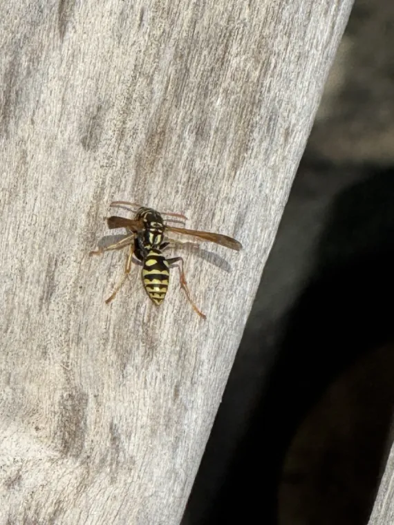 Guêpes polistes ou germaniques à Draguignan : comment les reconnaître et que faire ?, Draguignan, Pest Wars 4D