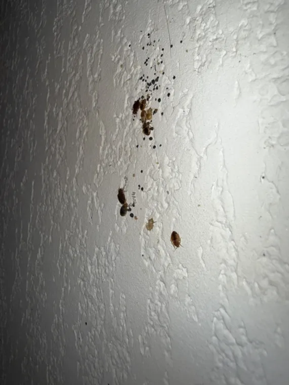 Se débarrasser des punaises de lit à Draguignan, Draguignan, Pest Wars 4D