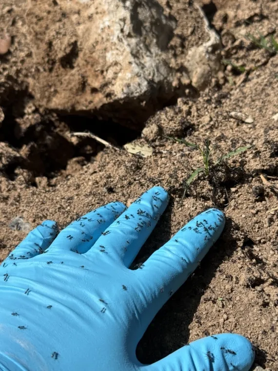 Désinsectisation de nuisibles à Draguignan , Draguignan, Pest Wars 4D