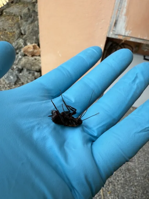 Entreprise pour se débarrasser des blattes dans les égouts à Frejus St Raphaël , Draguignan, Pest Wars 4D