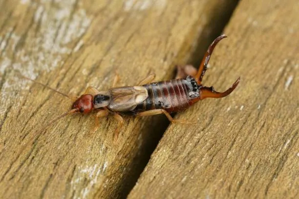 Traitement des nuisibles à Draguignan : désinsectisation des perce-oreilles ( Forficules), Draguignan, Pest Wars 4D