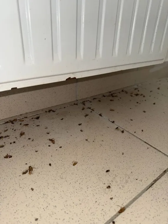 Extermination de blattes dans une copropriété à Draguignan et Brignoles !, Draguignan, Pest Wars 4D