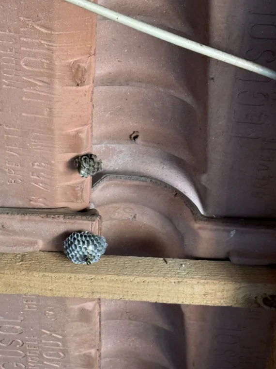 🚨 Enlèvement de Nids de Guêpes Polistes dans la Toiture à Draguignan 🐝, Draguignan, Pest Wars 4D