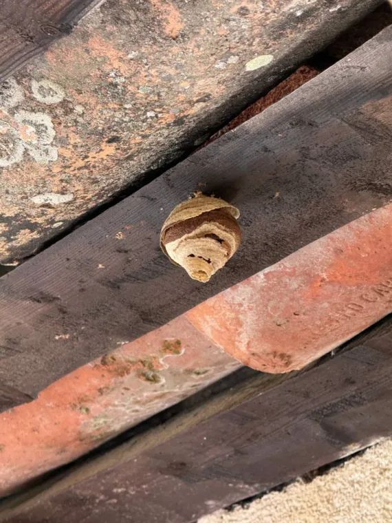 PEST WARS 4D : Société de nuisible qui gère vos problème de guêpes et frelons à Lorgues, Draguignan, Pest Wars 4D