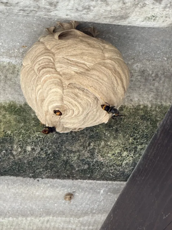 Destruction de Nids de Frelons aux Arcs, Lorgues et Trans-en-Provence : Intervention Rapide et Garantie, Draguignan, Pest Wars 4D
