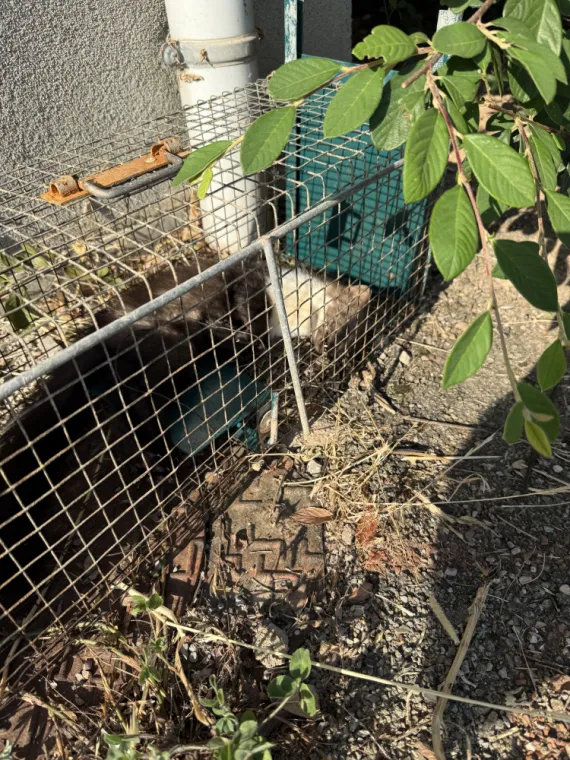 Société qui parle anglais pour problème de rats, souris ou martres à Draguignan, Draguignan, Pest Wars 4D