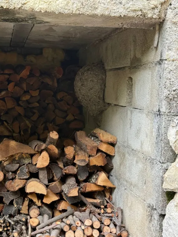 🐝 Destruction de nids de guêpes germaniques à Draguignan : agissez vite et en sécurité !, Draguignan, Pest Wars 4D