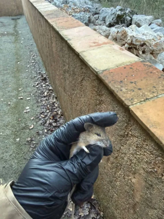 Entreprise de dératisation à Lorgues, Cotignac et Carcès : comment choisir un professionnel fiable ?, Draguignan, Pest Wars 4D