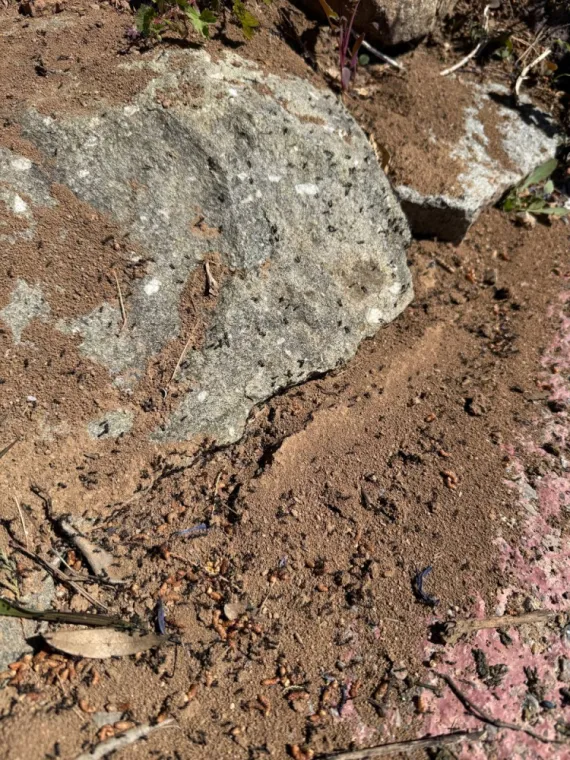 🐜 Traitement des fourmis à Lorgues : éliminez durablement les infestations dans votre jardin et votre toiture, Draguignan, Pest Wars 4D